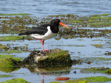 Photo for The Eurasian Oystercatcher (Haematopus ostralegus) also known as the Common Pied Oystercatcher, or (in Europe) just Oystercatcher, is a wader in the oystercatcher bird family Haematopodidae - Royalty Free Image