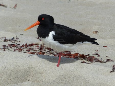 Photo for The Eurasian Oystercatcher (Haematopus ostralegus) also known as the Common Pied Oystercatcher, or (in Europe) just Oystercatcher, is a wader in the oystercatcher bird family Haematopodidae - Royalty Free Image