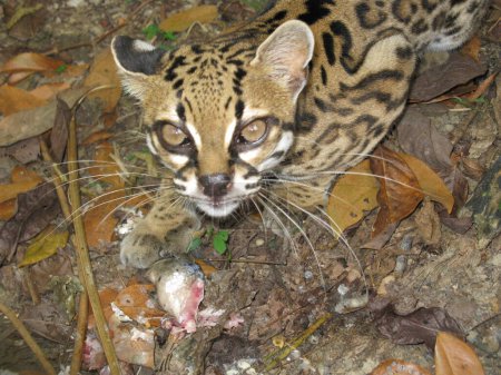 Photo for Ozelot (Leopardus pardalis) Jaguatirica, Feldeos family.Amazonas, Brazil - Royalty Free Image
