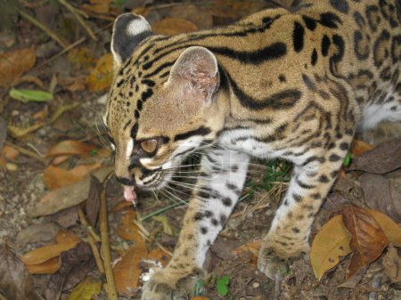 Photo for Ozelot (Leopardus pardalis) Jaguatirica, Feldeos family.Amazonas, Brazil - Royalty Free Image