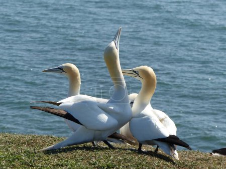 Téléchargez les photos : Albatros bruns (Thalassarche melanophrys) sur l'île de Helgoland, Allemagne - en image libre de droit