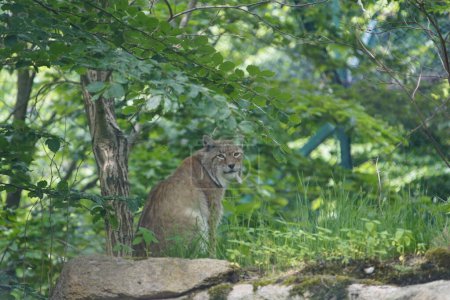 Téléchargez les photos : Le lynx d'Eurasie (Lynx lynx) est un chat sauvage de taille moyenne largement répandu du nord, de l'Europe centrale et orientale à l'Asie centrale et la Sibérie, le plateau tibétain et l'Himalaya. Rabenklippe, Allemagne. - en image libre de droit