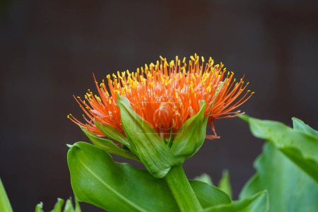 Photo for Scadoxus multiflorus (formerly Haemanthus multiflorus) is a bulbous plant native to most of sub-Saharan Africa from Senegal to Somalia to South Africa. - Royalty Free Image