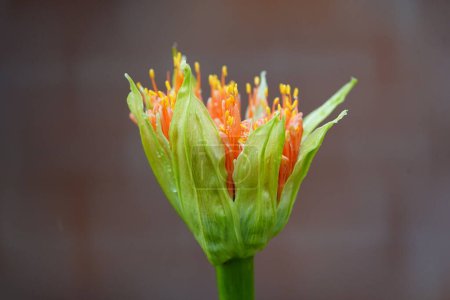 Foto de Scadoxus multiflorus (anteriormente Haemanthus multiflorus) es una planta bulbosa nativa de la mayor parte del África subsahariana, desde Senegal hasta Somalia y Sudáfrica.. - Imagen libre de derechos