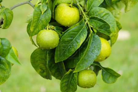 Téléchargez les photos : Citrus aurantium, Bizzaria di Mentara, famille des Rutaceae. Hanovre Berggarten, Allemagne. - en image libre de droit