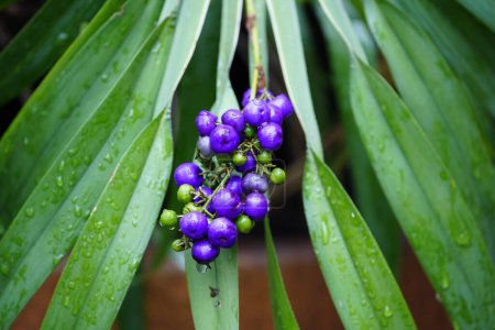 Téléchargez les photos : Dianella tasmanica est une plante herbacée vivace de la famille des Asphodelaceae, sous-famille des Hemerocallidoideae. Hanovre Berggarten, Allemagne. - en image libre de droit