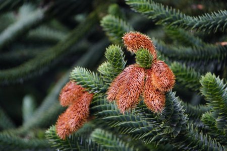 Andean fir new pine cones, Araucaria araucana is an evergreen tree. growing to 1-1.5 m (35 ft) in diameter and 3040 m (100130 ft) in height. It is native to central and southern Chile. Hanover 