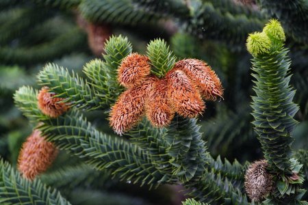 Téléchargez les photos : Sapin andin nouveau cônes de pin, Araucaria araucana est un arbre à feuilles persistantes. atteignant 1-1,5 m (35 pi) de diamètre et 3040 m (100130 pi) de hauteur. Il est originaire du centre et du sud du Chili. Hanovre - en image libre de droit