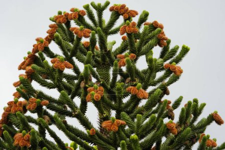 Téléchargez les photos : Sapin andin nouveau cônes de pin, Araucaria araucana est un arbre à feuilles persistantes. atteignant 1-1,5 m (35 pi) de diamètre et 3040 m (100130 pi) de hauteur. Il est originaire du centre et du sud du Chili. Hanovre - en image libre de droit