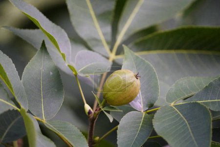 Carya ovata, die zottelige Hickory, ist eine häufige Hickory im Osten der Vereinigten Staaten und im Südosten Kanadas. Juglandaceae Familie. Hannover Berggarten, Deutschland,