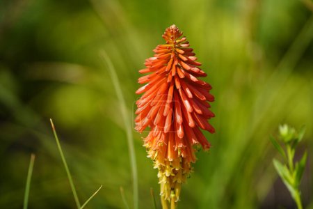 Foto de Kniphofia uvaria, rojo. Asphodelaceae familia. Hanover Berggarten, Alemania. - Imagen libre de derechos
