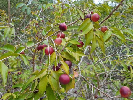 Frutas de camu camu (Myrciaria dubia), familia Myrtaceae. Amazonas, Brasil.