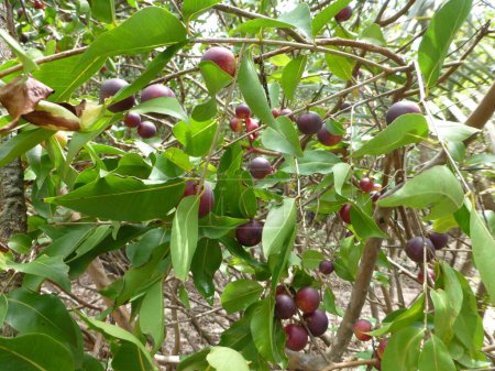 Téléchargez les photos : Camu camu fruits (Myrciaria dubia), famille des Myrtacées. Amazonas, Brésil. - en image libre de droit
