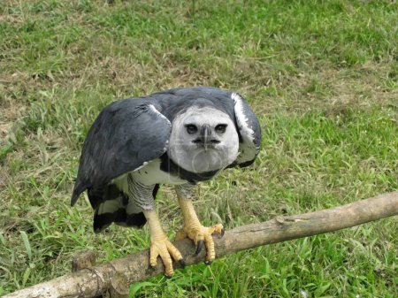 Photo for Harpy Eagle, Harpia harpyja. Accipitridae family. Amazonas rainforest, Brazil - Royalty Free Image