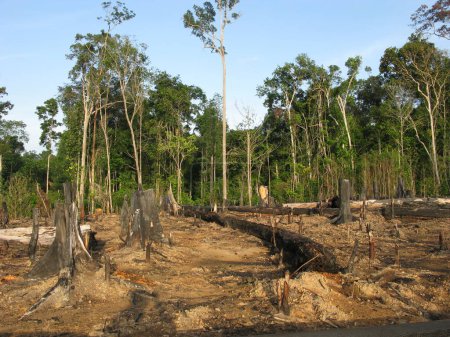 Téléchargez les photos : Forêt tropicale amazonienne détruite, Brésil. - en image libre de droit