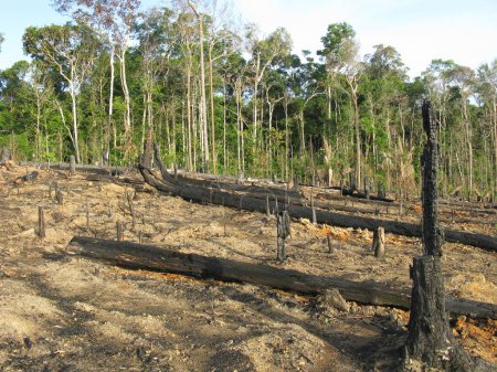 Téléchargez les photos : Forêt tropicale amazonienne détruite, Brésil. - en image libre de droit