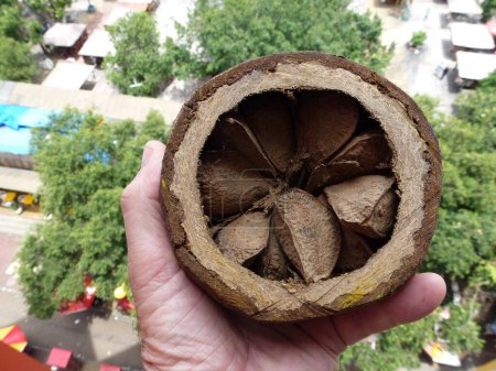 Téléchargez les photos : Capsule contenant environ 16 à 18 noix du Brésil (Bertholletia excelsa) de la famille des Lecythidaceae. Forêt amazonienne, Brésil - en image libre de droit