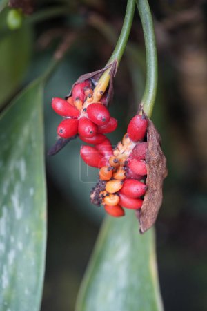 Foto de Aglaonema nitidum curtisii frutos, familia Araceae. - Imagen libre de derechos