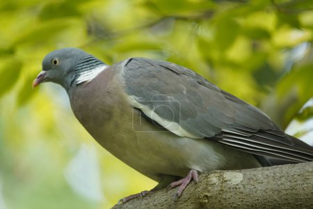 Téléchargez les photos : Le Pigeon des bois (Columba palumbus) est un pigeon de la famille des Columbidae.. - en image libre de droit