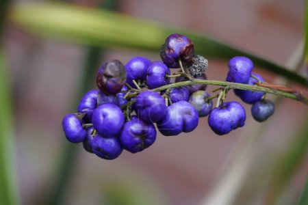 Téléchargez les photos : Dianella tasmanica est une plante herbacée vivace de la famille des Asphodelaceae, sous-famille des Hemerocallidoideae. Hanovre Berggarten, Allemagne. - en image libre de droit