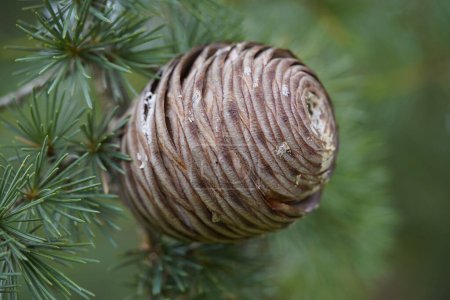 Cedrus libani, the cedar of Lebanon or Lebanese cedar is a species of tree in the pine family, native to the mountains of the Eastern Mediterranean basin.