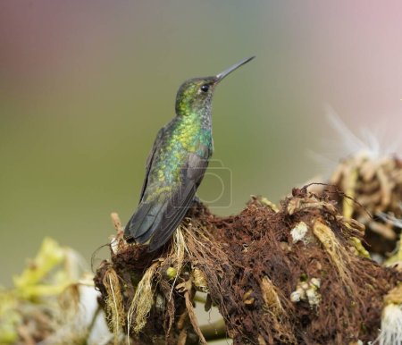 Photo for The Glittering-throated Emeralds (Amazilia fimbriata) - sometimes referred to as Lesson's Emeralds. Manaus  Amazonas, Brazil. - Royalty Free Image