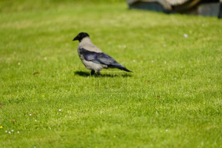 Photo for The hooded crow (Corvus cornix), also called the scald-crow or hoodie, is a Eurasian bird species in the genus Corvus. Mirow, Germany. - Royalty Free Image