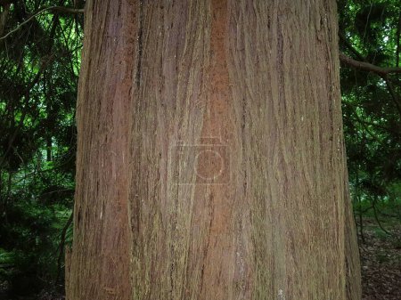 Photo for Trunk of Thuja plicata is a large evergreen coniferous tree in the family Cupressaceae, native to the Pacific Northwest of North America. In a forest near Mirow, Mecklenburg-West Pomerania, Germany. - Royalty Free Image