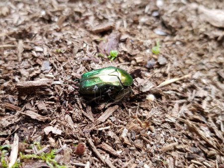 Photo for Flower chafers are a group of scarab beetles, comprising the subfamily Cetoniinae. Mecklenburg-West Pomerania, Germany. - Royalty Free Image