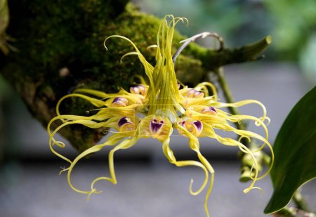 Téléchargez les photos : Bulbophyllum ericssonii est une espèce d'orchidée du genre Bulbophyllum qui pousse de Malesia à la Nouvelle-Guinée.. - en image libre de droit