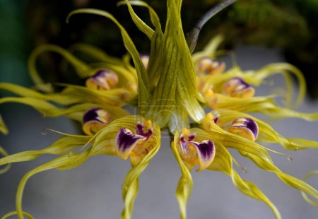 Téléchargez les photos : Bulbophyllum ericssonii est une espèce d'orchidée du genre Bulbophyllum qui pousse de Malesia à la Nouvelle-Guinée.. - en image libre de droit