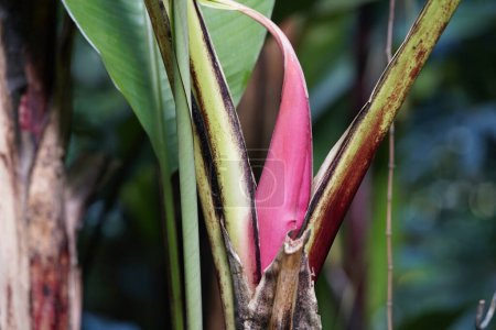 Foto de Nuevo brote crece a partir de la planta de plátano. Musa es uno de los tres géneros de la familia Musaceae.. - Imagen libre de derechos