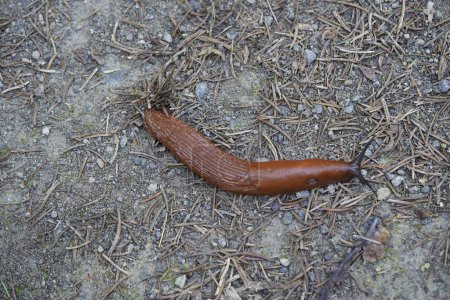 Photo for The red slug (Arion rufus), also known as the large red slug, chocolate arion and European red slug, is a species of land slug in the family Arionidae, the roundback slugs. - Royalty Free Image