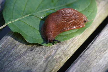 Photo for The red slug (Arion rufus), also known as the large red slug, chocolate arion and European red slug, is a species of land slug in the family Arionidae, the roundback slugs. - Royalty Free Image