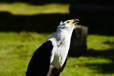 Téléchargez les photos : L'aigle commun (Icthyophaga vocifer) est une grande espèce d'aigle que l'on trouve dans toute l'Afrique subsaharienne.. - en image libre de droit