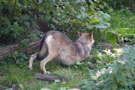 Foto de El lobo (Canis lupus), también conocido como lobo gris o lobo gris, es un gran canino nativo de Eurasia y América del Norte. Alemania - Imagen libre de derechos