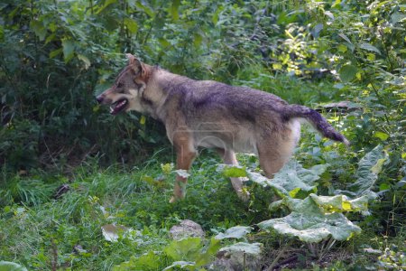 Foto de El lobo (Canis lupus), también conocido como lobo gris o lobo gris, es un gran canino nativo de Eurasia y América del Norte. Alemania - Imagen libre de derechos