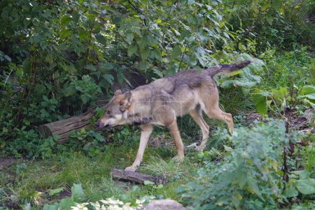 Téléchargez les photos : Le loup (Canis lupus), également connu sous le nom de loup gris ou loup gris, est un grand chien originaire d'Eurasie et d'Amérique du Nord. Allemagne - en image libre de droit