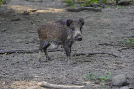 Foto de El jabalí (Sus scrofa), también conocido como cerdo salvaje o cerdo salvaje euroasiático. - Imagen libre de derechos