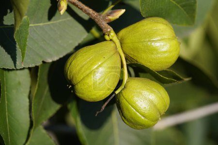 juglandaceae