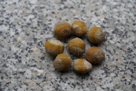 Foto de Semillas de Corylus colurna, avellana turca o avellana turca. Alemania. - Imagen libre de derechos