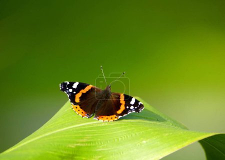Photo for Vanessa atalanta, the red admiral or red admirable, is a well-known colourful butterfly, found in temperate Europe, Asia and North America. - Royalty Free Image
