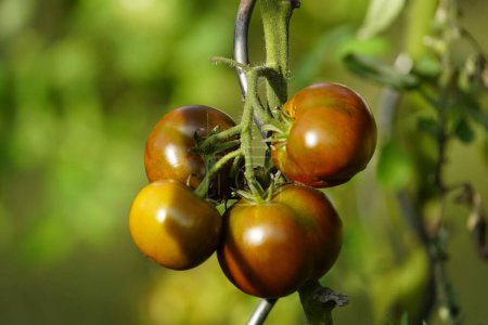 Téléchargez les photos : Tomate Prince Noir, famille des Solanacées. - en image libre de droit