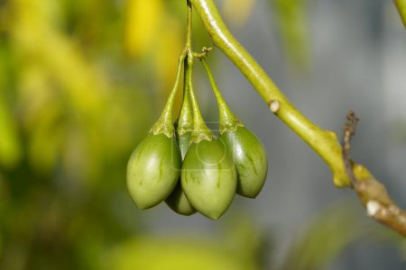 Téléchargez les photos : Le Tamarillo vert (Solanum betaceum) est un petit arbre ou arbuste de la famille des Solanacées.). - en image libre de droit