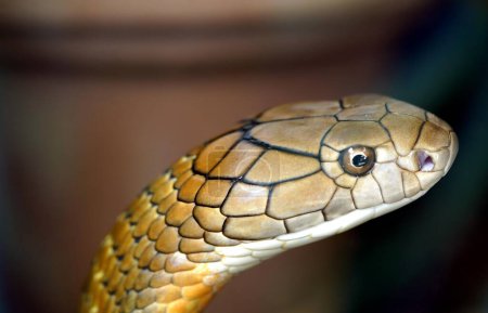 Foto de La cobra real (Ophiophagus hannah) es una serpiente venenosa endémica de Asia. El único miembro del género Ophiophagus, no es taxonómicamente una verdadera cobra, a pesar de su nombre común y algún parecido. - Imagen libre de derechos