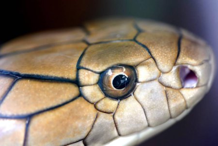 Foto de La cobra real (Ophiophagus hannah) es una serpiente venenosa endémica de Asia. El único miembro del género Ophiophagus, no es taxonómicamente una verdadera cobra, a pesar de su nombre común y algún parecido. - Imagen libre de derechos