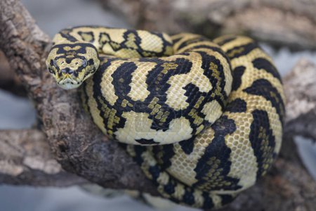 Foto de Morelia spilota es una gran serpiente de la familia Pythonidae que se encuentra en Australia, Nueva Guinea (Indonesia y Papúa Nueva Guinea), Archipiélago Bismarck.. - Imagen libre de derechos