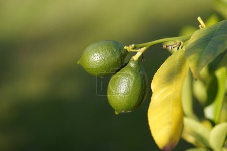 Foto de Citrus aurantifolia, familia Rutaceae. Hanover Berggarten, Alemania. - Imagen libre de derechos