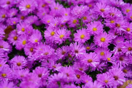 Téléchargez les photos : Famille des astéracées Aster dumosus 'Kassel', les fleurs sont fortement visitées par les abeilles, les bourdons et les hoverfly. - en image libre de droit