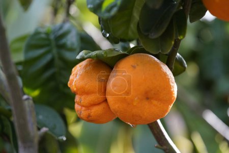 Téléchargez les photos : Citrus aurantium Crispifolia, famille des Rutaceae. Hanovre, Allemagne. - en image libre de droit